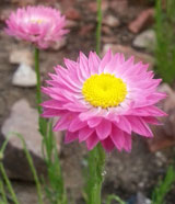 pinkflower2.jpg